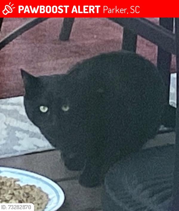 Lost Male Cat last seen Riverview Dr/ Sentell Rd, Parker, SC 29611