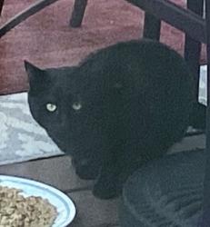 Lost Male Cat last seen Riverview Dr/ Sentell Rd, Parker, SC 29611