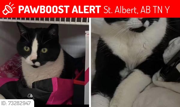 Lost Male Cat last seen Near Newport Cres, St. Albert, AB T8N 6Y8