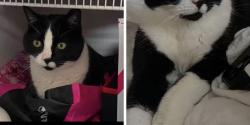 Lost Male Cat last seen Near Newport Cres, St. Albert, AB T8N 6Y8