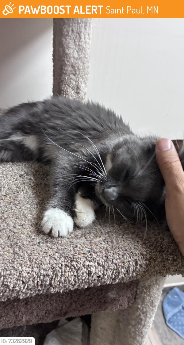Found/Stray Female Cat last seen Park and Rose, Saint Paul, MN 55117