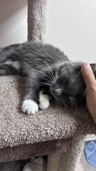 Found/Stray Female Cat last seen Park and Rose, Saint Paul, MN 55117
