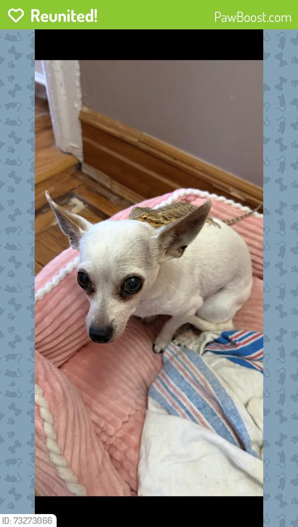 Reunited Female Dog last seen Bayridge pkwy between 18thave and 19th ave, Brooklyn, NY 11204