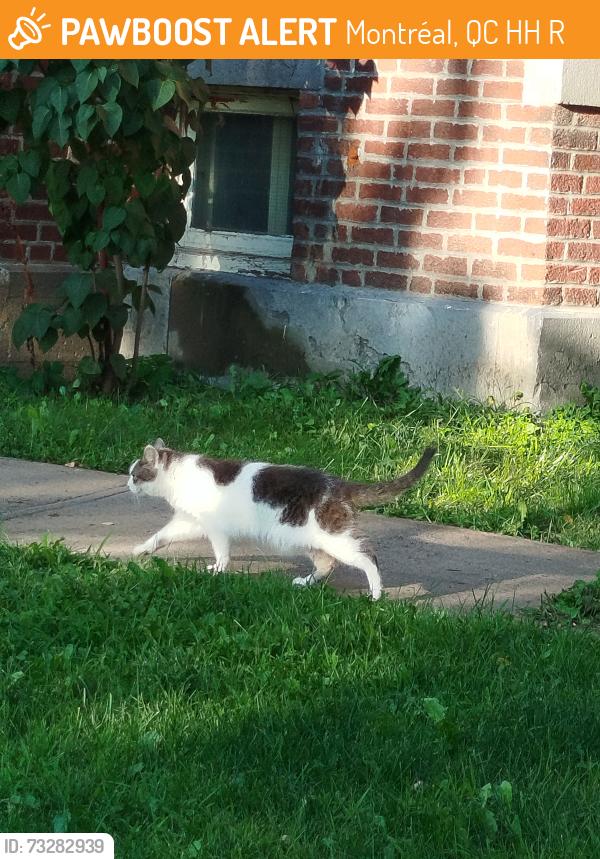 Found/Stray Female Cat last seen Douglas Hall. Hiding in the left side garden., Montréal, QC H4H 1R3