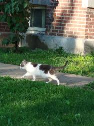 Found/Stray Female Cat last seen Douglas Hall. Hiding in the left side garden., Montréal, QC H4H 1R3