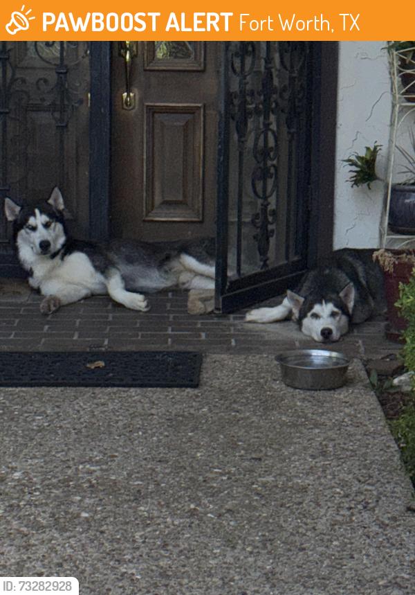 Found/Stray Male Dog last seen Neighborhood west of Light hse Church off of Robertson road, Fort Worth, TX 76135