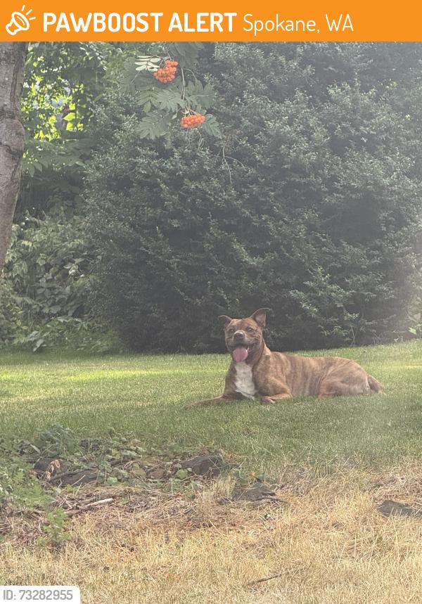 Found/Stray Male Dog last seen Regal car wash, Spokane, WA 99203