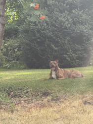 Found/Stray Male Dog last seen Regal car wash, Spokane, WA 99203