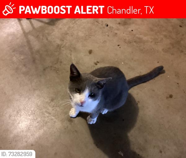 Lost Male Cat last seen Susie street, Chandler, TX 75758