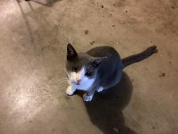 Lost Male Cat last seen Susie street, Chandler, TX 75758