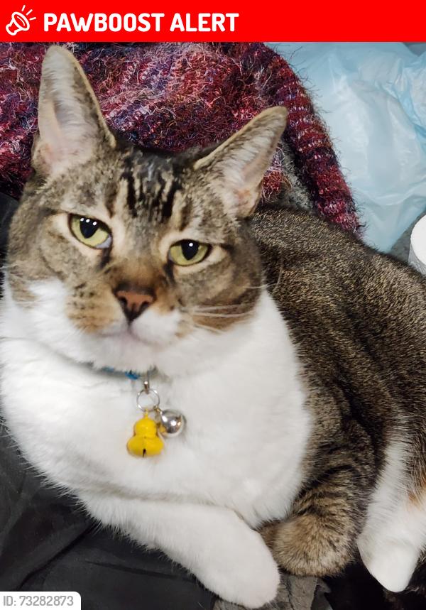 Lost Female Cat last seen Lyndhurst Dr. & Peterson Rd., Colorado Springs, CO 80922