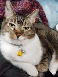 Lost Female Cat last seen Lyndhurst Dr. & Peterson Rd., Colorado Springs, CO 80922