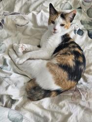 Lost Female Cat last seen Near Caballero rd, Leander Tx, Leander, TX 78641