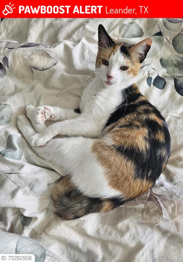 Lost Female Cat last seen Near Caballero rd, Leander Tx, Leander, TX 78641