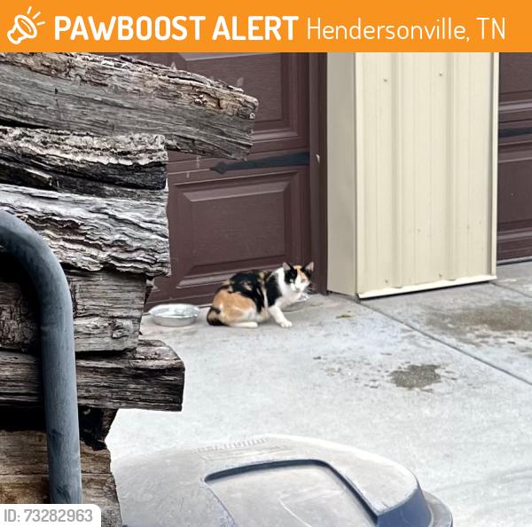 Found/Stray Unknown Cat last seen Berrywood Dr, Hendersonville, TN 37075