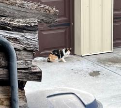Found/Stray Unknown Cat last seen Berrywood Dr, Hendersonville, TN 37075