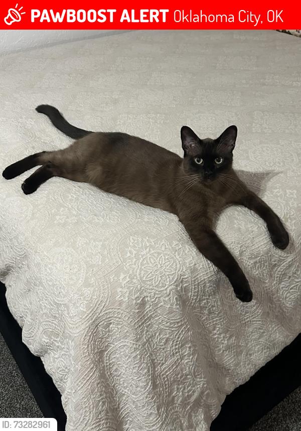 Lost Male Cat last seen Sw 49 & Villa, Oklahoma City, OK 73119