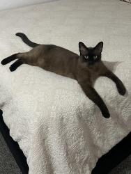 Lost Male Cat last seen Sw 49 & Villa, Oklahoma City, OK 73119