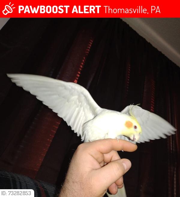 Lost Male Bird last seen North Lake Road and Mobile Drive Paradise Homes Community, Thomasville, PA 17364