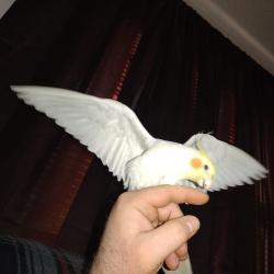 Lost Male Bird last seen North Lake Road and Mobile Drive Paradise Homes Community, Thomasville, PA 17364