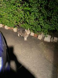 Reunited Unknown Cat last seen Harberton Park, Belfast, Northern Ireland BT9 6TS