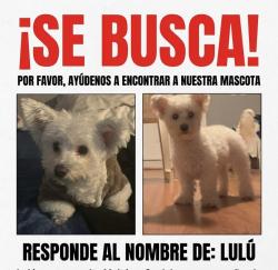Lost Female Dog last seen Near West 100th Ave, Denver, CO 80260