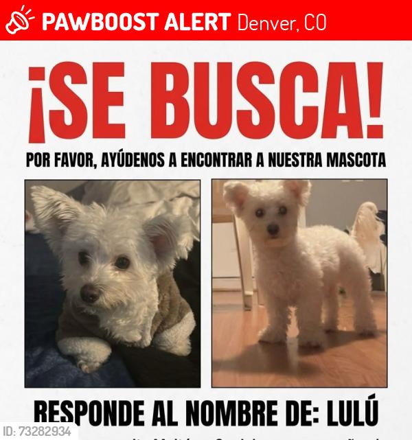 Lost Female Dog last seen Near West 100th Ave, Denver, CO 80260