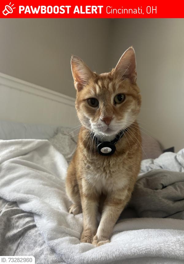 Lost Female Cat last seen Laval Dr and Northport, Cincinnati, OH 45255