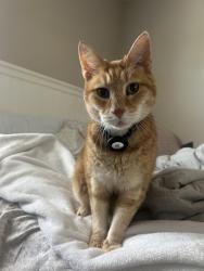 Lost Female Cat last seen Laval Dr and Northport, Cincinnati, OH 45255