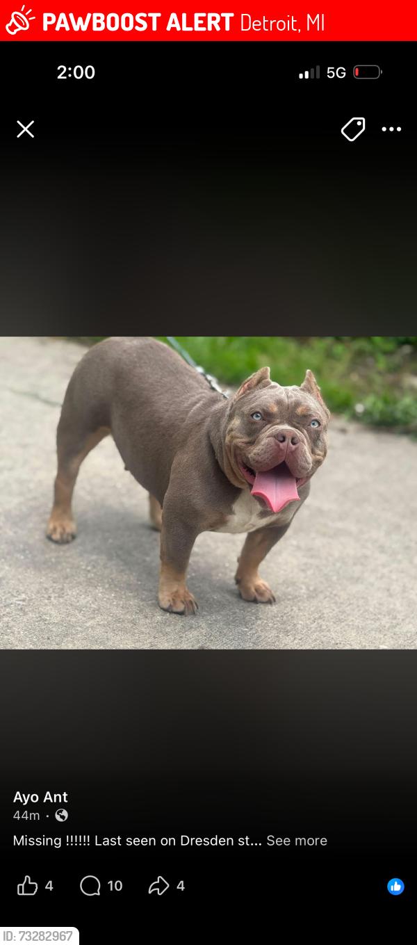 Lost Female Dog last seen Dresden & 8 mile, Detroit, MI 48205
