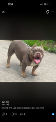 Lost Female Dog last seen Dresden & 8 mile, Detroit, MI 48205