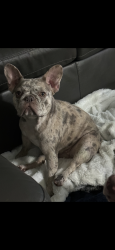 Lost Female Dog last seen Holiday rd, franjo rd, Cutler Bay, FL 33157