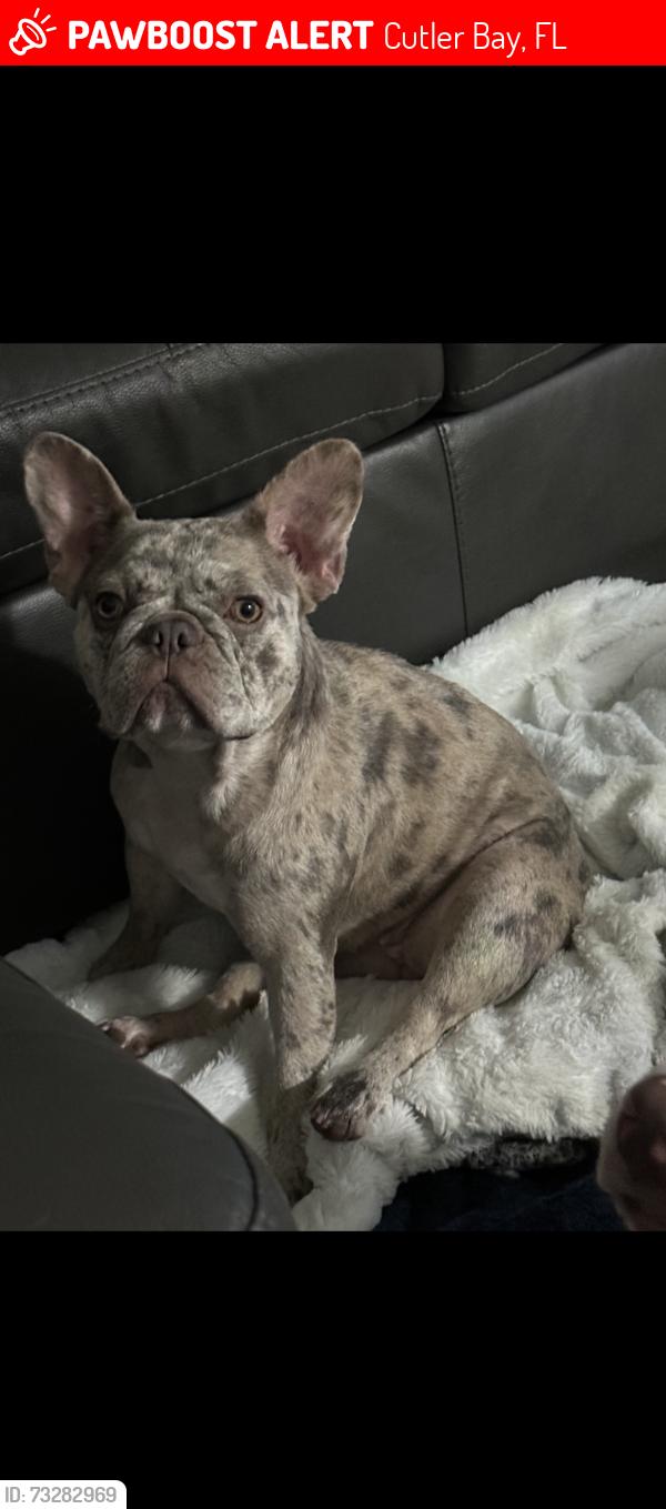 Lost Female Dog last seen Holiday rd, franjo rd, Cutler Bay, FL 33157