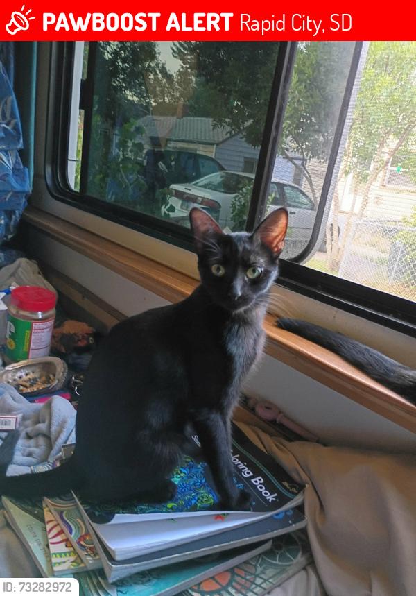 Lost Female Cat last seen st Patrick st, Rapid City, SD 57702