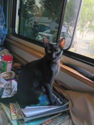 Lost Female Cat last seen st Patrick st, Rapid City, SD 57702