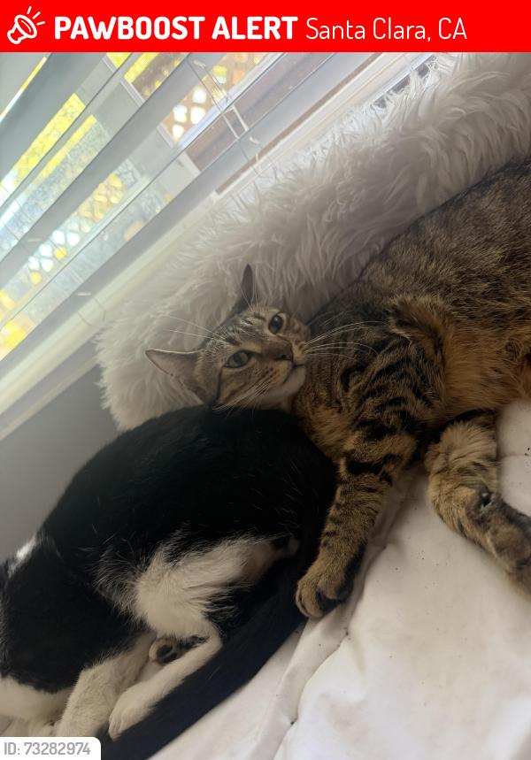 Lost Male Cat last seen Flora vista, Santa Clara, CA 95051