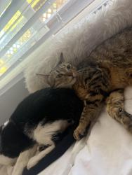 Lost Male Cat last seen Flora vista, Santa Clara, CA 95051