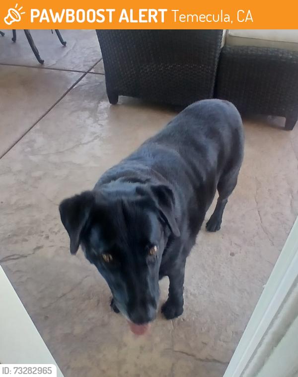Found/Stray Male Dog last seen Butterfield Stage, Temecula, CA 92592