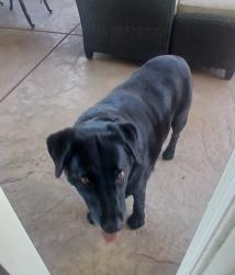 Found/Stray Male Dog last seen Butterfield Stage, Temecula, CA 92592