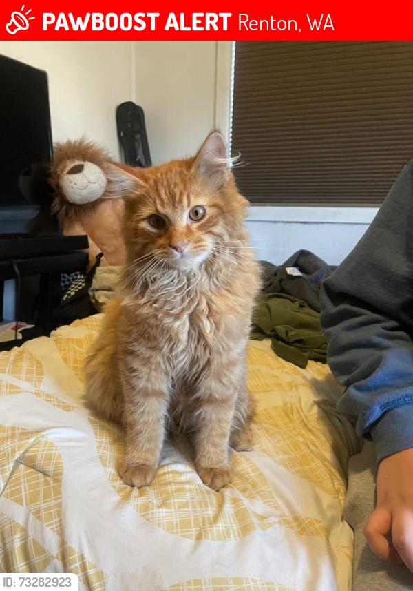 Lost Female Cat last seen Near NE 9th St, Renton, WA 98056, Renton, WA 98056