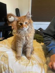 Lost Female Cat last seen Near NE 9th St, Renton, WA 98056, Renton, WA 98056