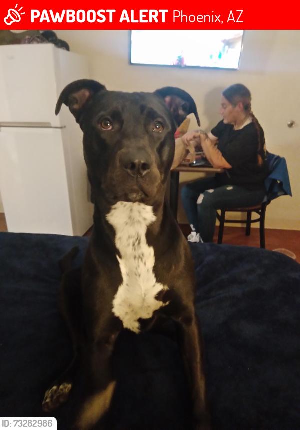 Lost Female Dog last seen University park, Phoenix, AZ 85003