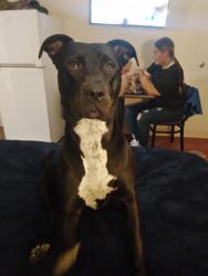Lost Female Dog last seen University park, Phoenix, AZ 85003