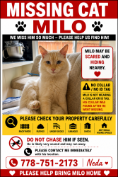 Lost Male Cat last seen Coquitlam, Cape Horn, Santiago, Coquitlam, BC 