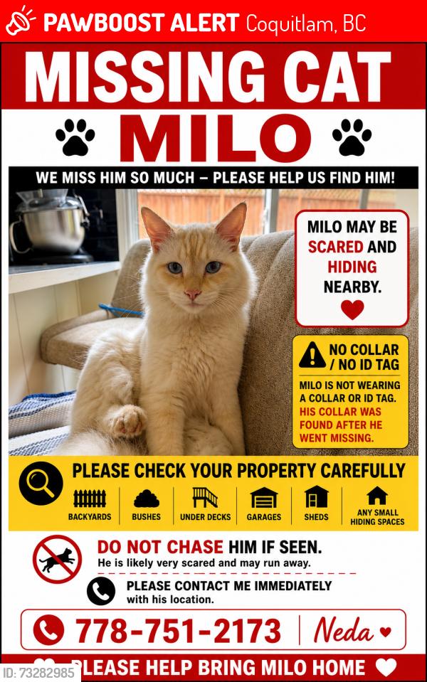 Lost Male Cat last seen Coquitlam, Cape Horn, Santiago, Coquitlam, BC 