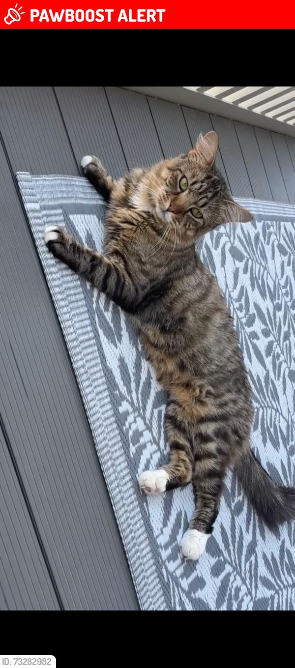 Lost Male Cat last seen Shernhall street, Greater London, England 