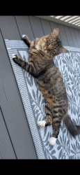 Lost Male Cat last seen Shernhall street, Greater London, England 