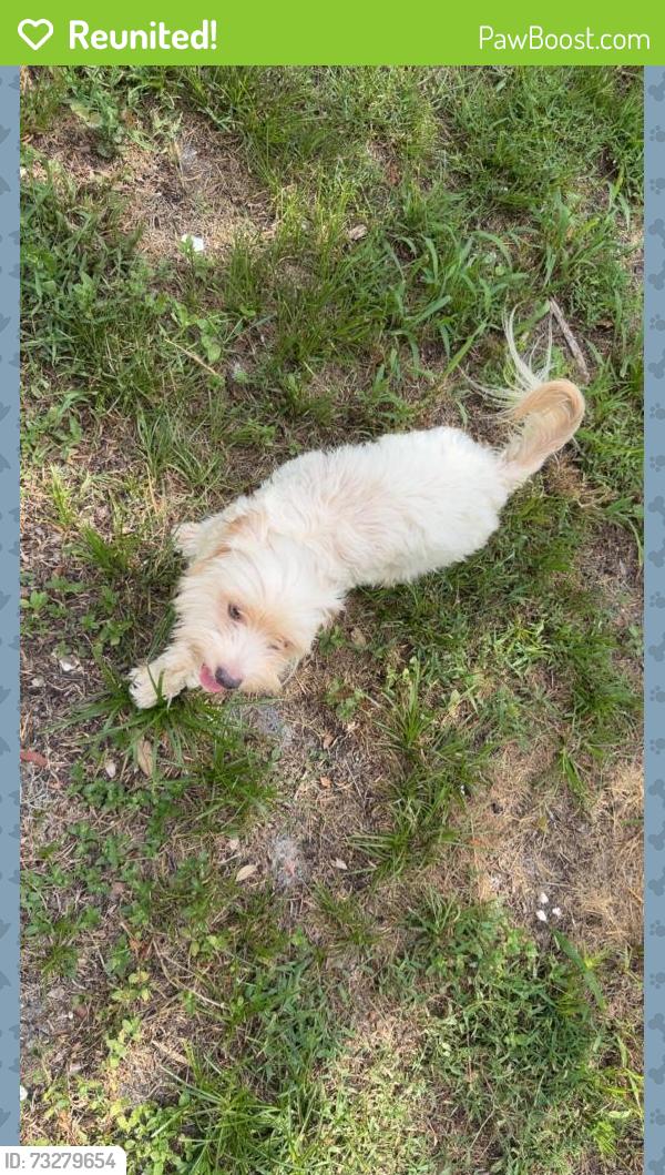 Reunited Male Dog last seen Lockhart, FL, USA, Lockhart, FL 32810