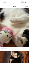 Reunited Female Cat last seen aberdeen and andrews, Winnipeg, MB 