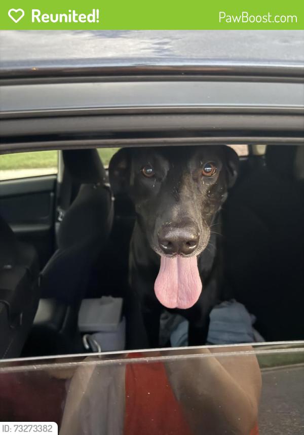 Reunited Male Dog last seen Publix in Eustis, Sorrento, FL 32776